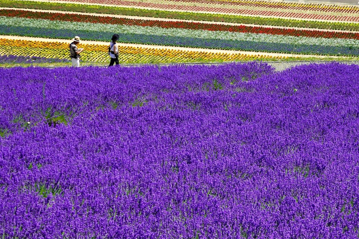 Un campo de lavanda en flor en Furano, en verano