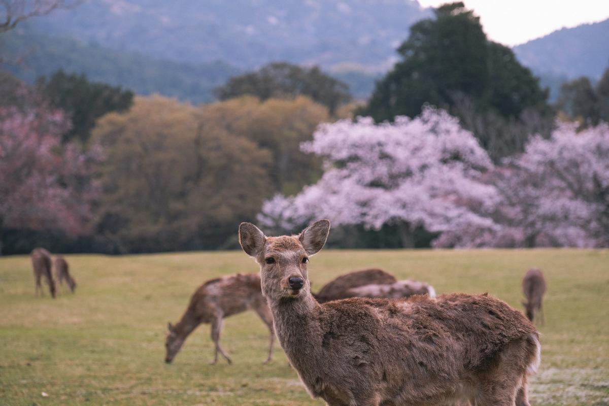 Ciervos en el parque de Nara