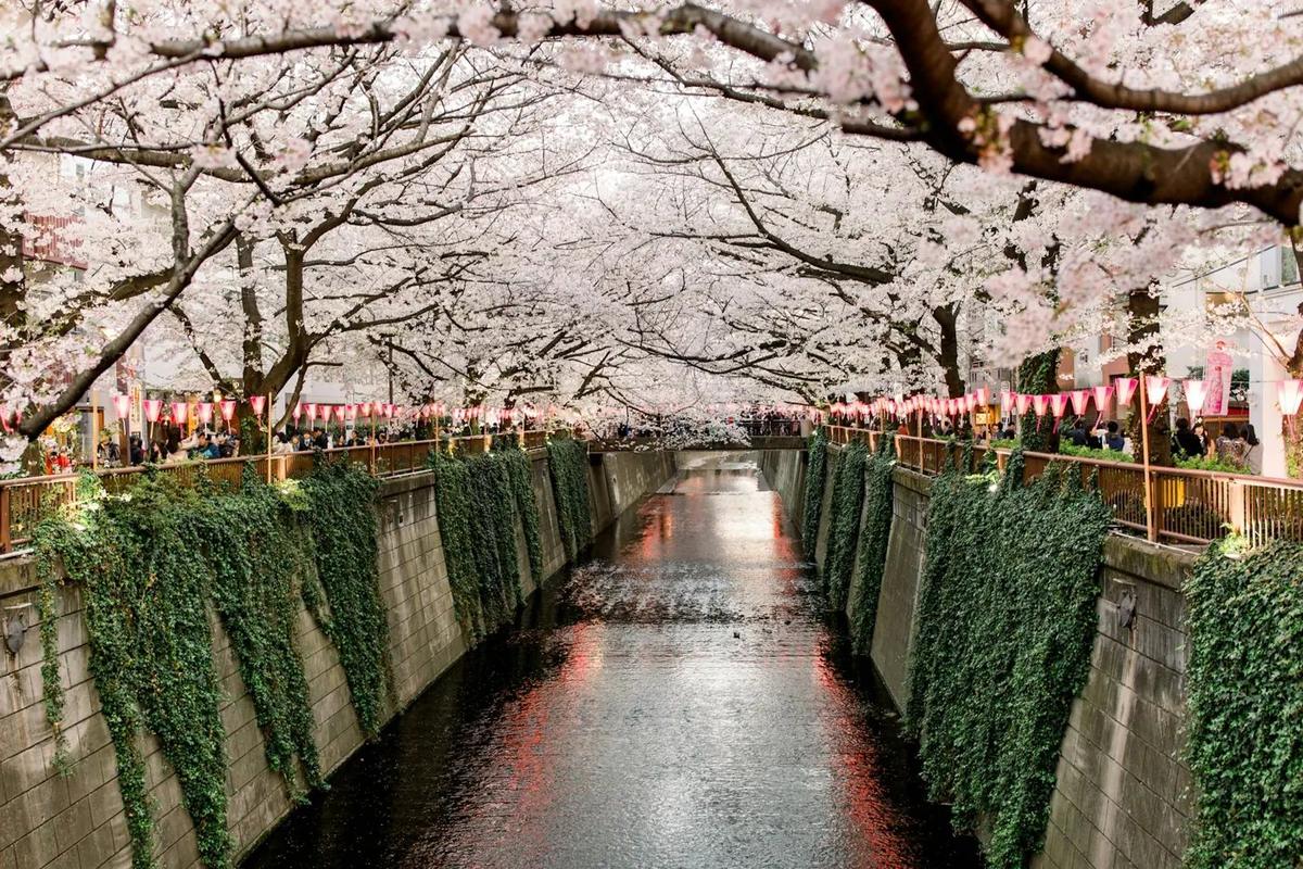Los cerezos del río Meguro